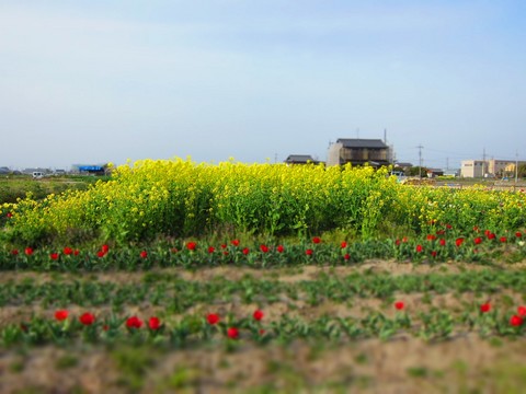 03_菜の花.jpg